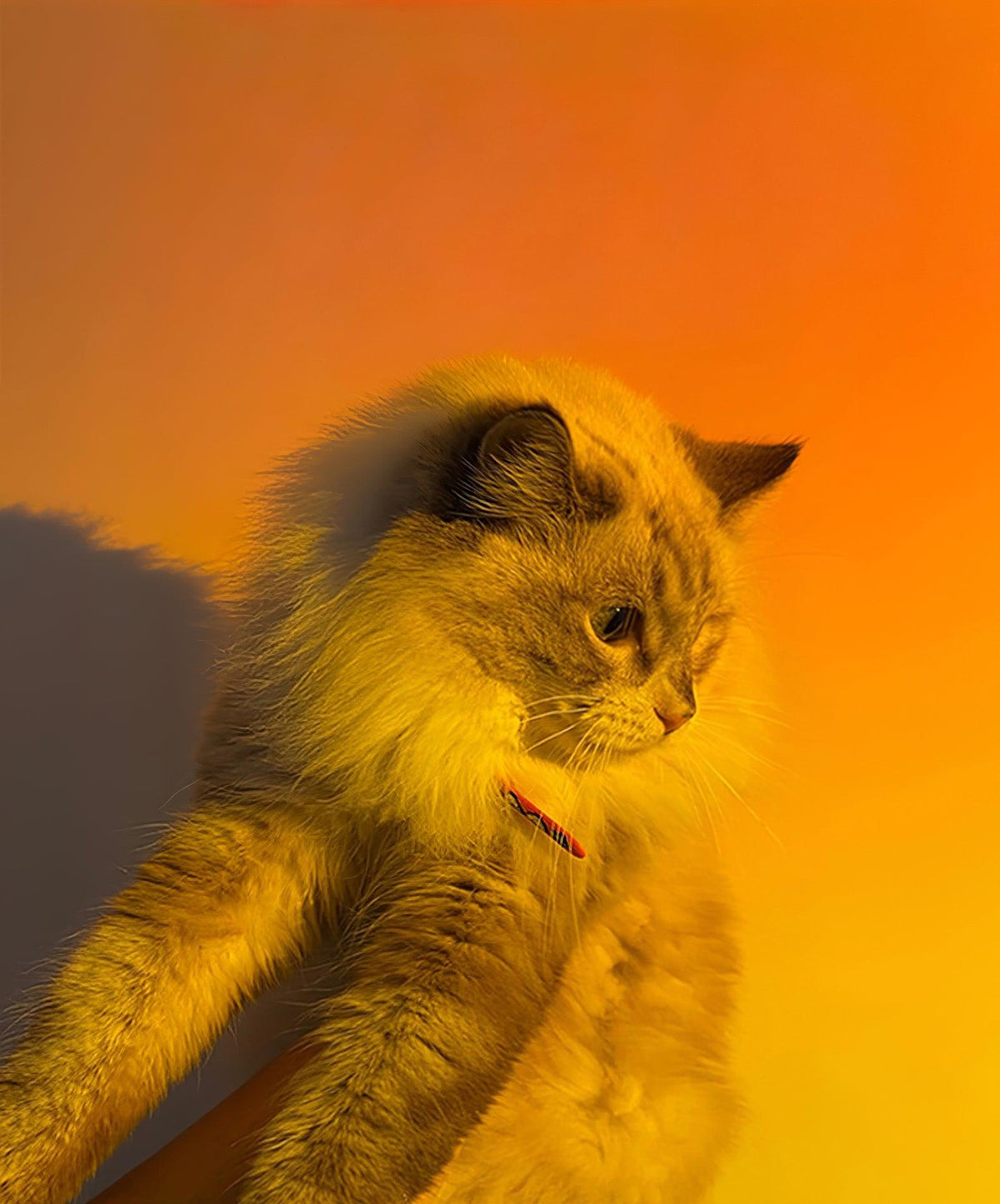 Warm orange light from this Clérachic projection lamp bathes a ginger cat in a sunset glow.