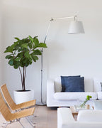 A Clérachic floor lamp with a white shade reaches across a bright corner with a fiddle-leaf fig, a white sofa and a cane chair.