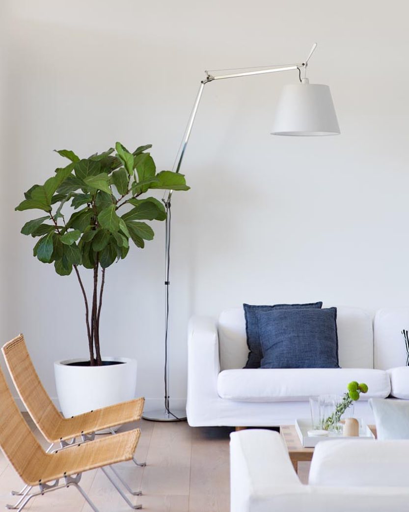 A Clérachic floor lamp with a white shade reaches across a bright corner with a fiddle-leaf fig, a white sofa and a cane chair.