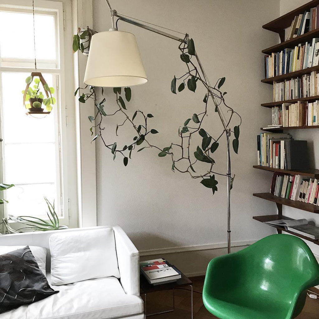 Clérachic floor lamp shade hovering near a trailing vine and a tall bookcase, beside a white sofa and a green chair.