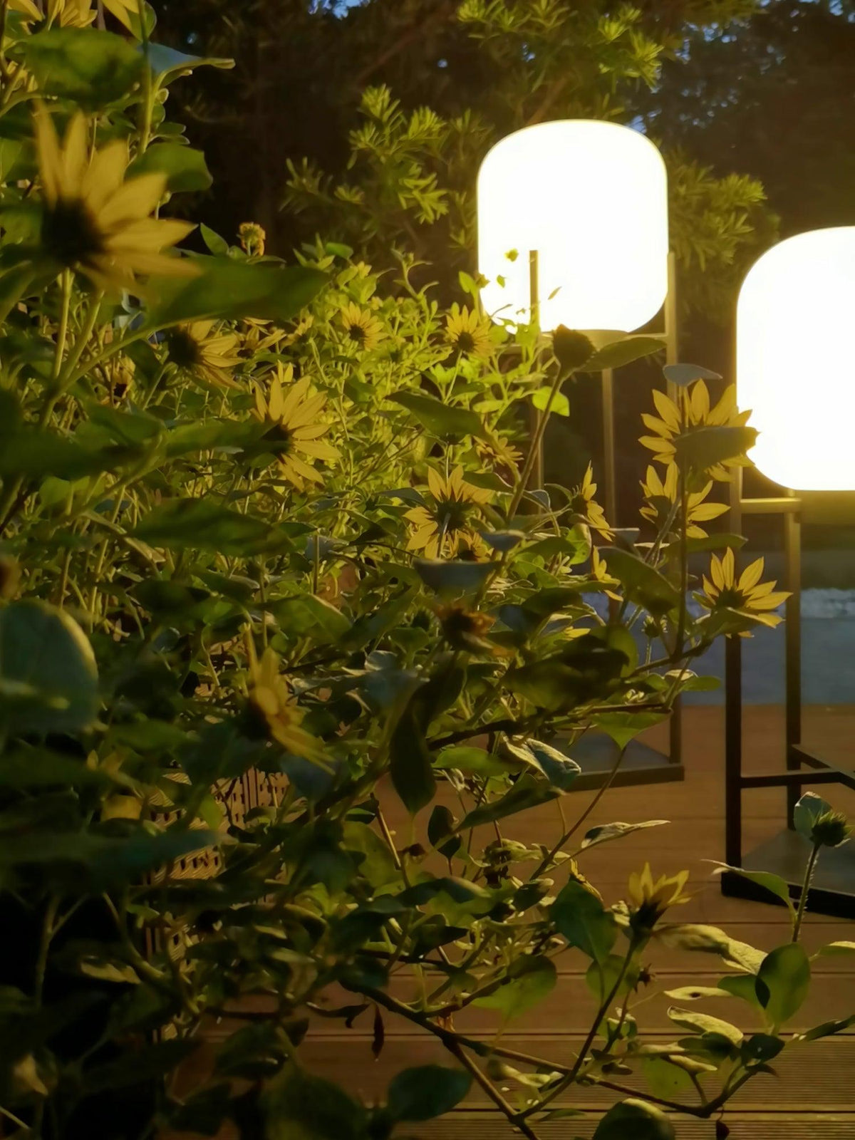 Close view of garden foliage and yellow flowers with two Clérachic lanterns glowing white behind the leaves at night.