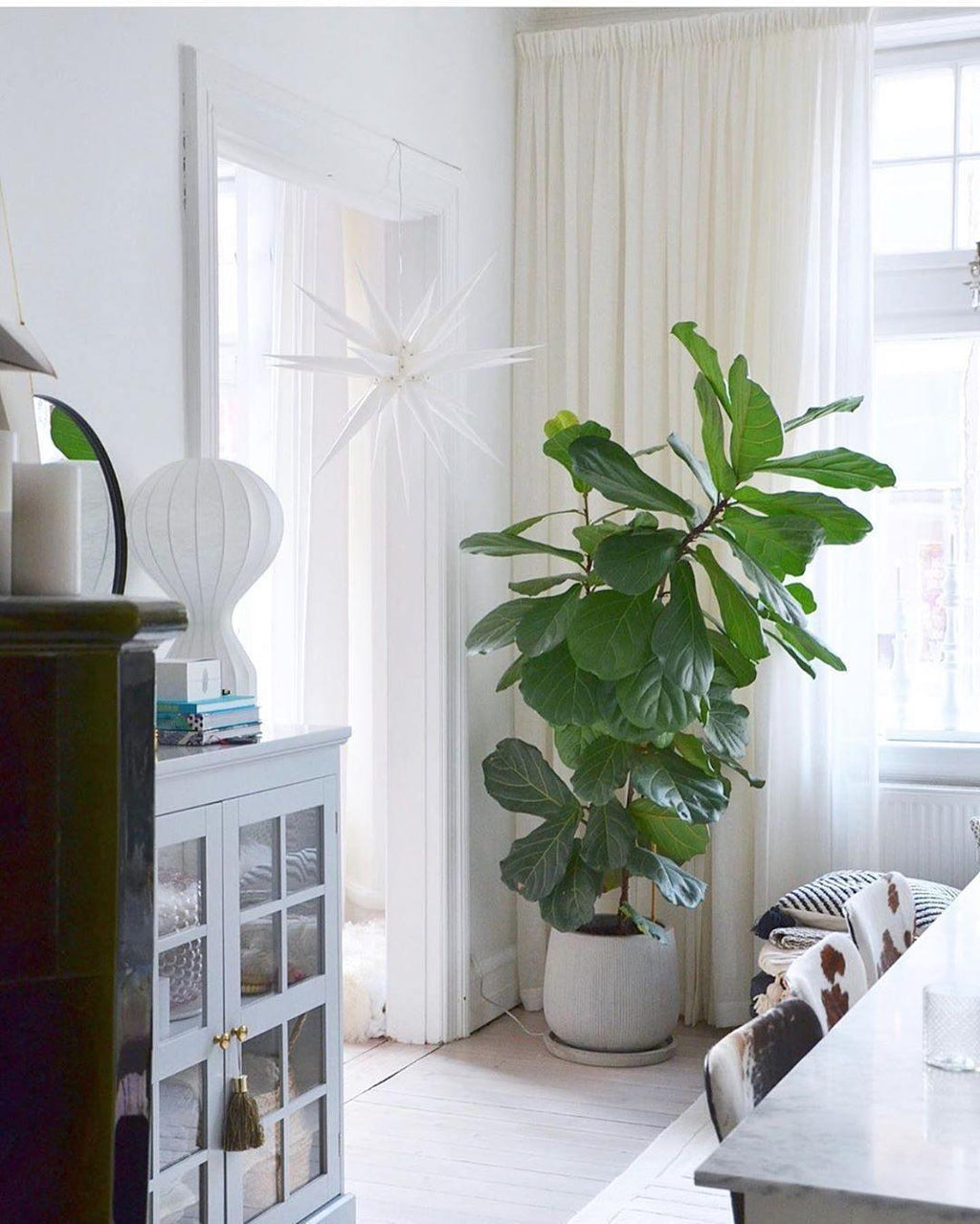 A Clérachic lamp at the edge of a bright room, on a glazed cabinet beside a tall fiddle-leaf fig and long cream curtains.