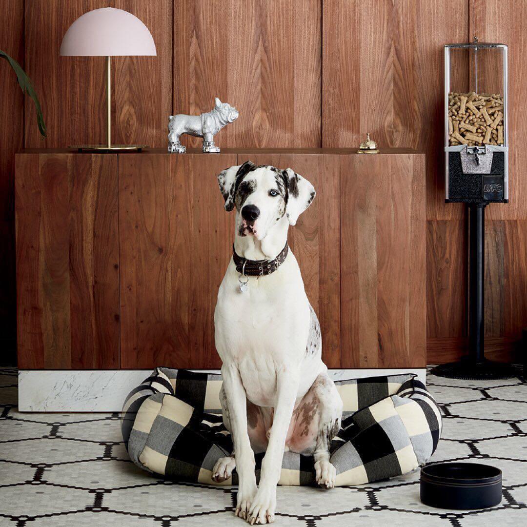 Pink-shaded Clérachic table lamp on a wooden sideboard in the background, with a seated spotted dog in front.