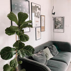 A Clérachic black pendant spotlight hanging beside framed posters, above a green velvet sofa and a large fiddle-leaf plant.
