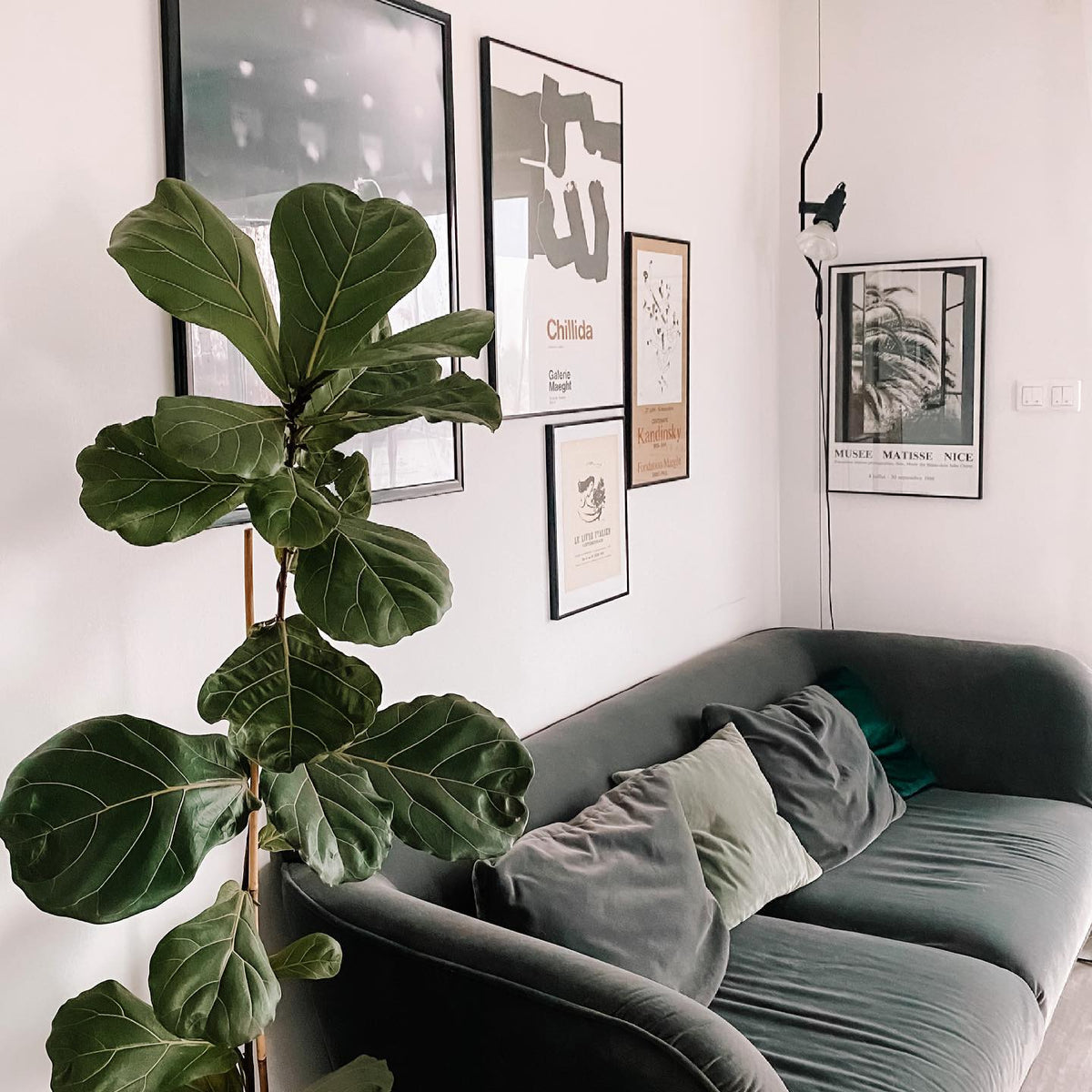 A Clérachic black pendant spotlight hanging beside framed posters, above a green velvet sofa and a large fiddle-leaf plant.