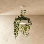 Clérachic white planter-style pendant on a white ceiling canopy, artificial ivy trailing from its bowl above a soft downward glow.