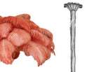Coral feather sample with the silver-finish carved stem, shown on white for this Clérachic chandelier.