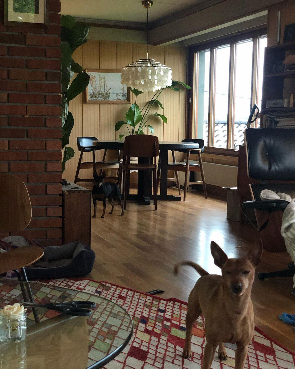 Small Clérachic shell chandelier in a cluttered room with a brick column, wood-panelled walls and a brown dog.