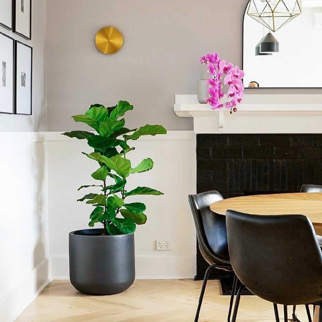 A brass Clérachic disk light, small on a pale grey wall above a fiddle-leaf plant, a fireplace and black dining chairs.