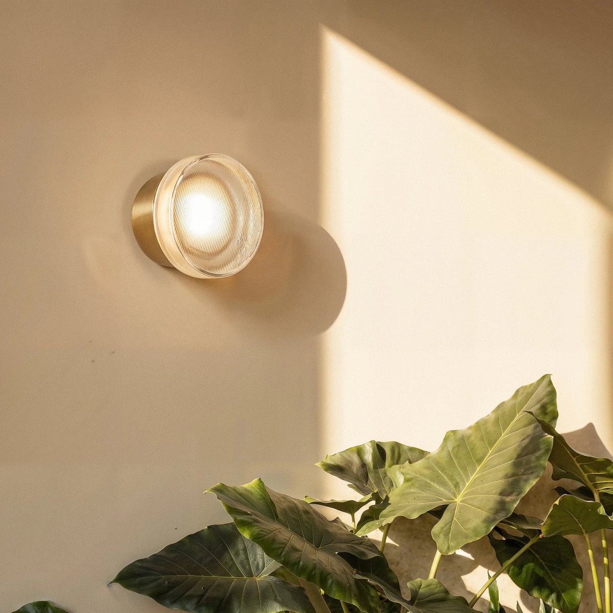 Clérachic round wall light with a ribbed glass shade on a gold wall plate, glowing warm beside sunlit leaves on a cream wall.